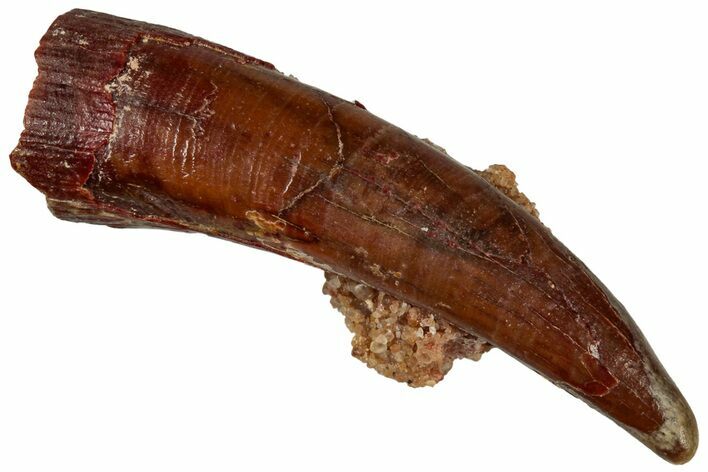 Fossil Pterosaur (Siroccopteryx) Tooth - Morocco #298756